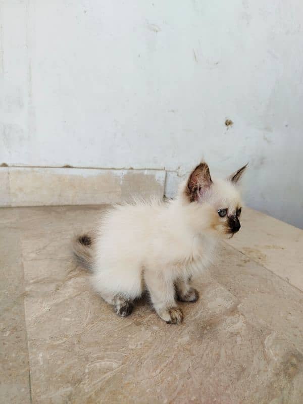 Himalyan Cats Furry hair Pair with 2months old Kitten baby . 4