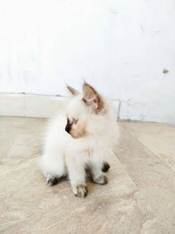 Himalyan Cats Furry hair Pair with 2months old Kitten baby . 5