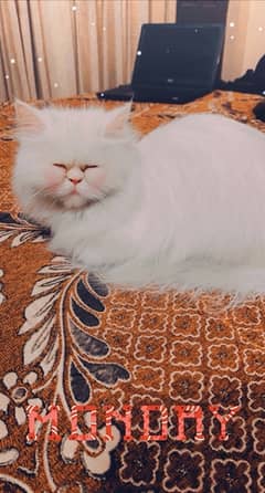 Persian