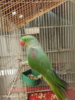 raw parrot for sale 0