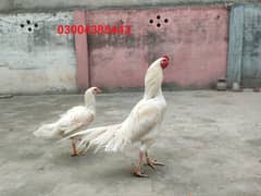 HEERA ASEEL PAIR FOR SALE 0