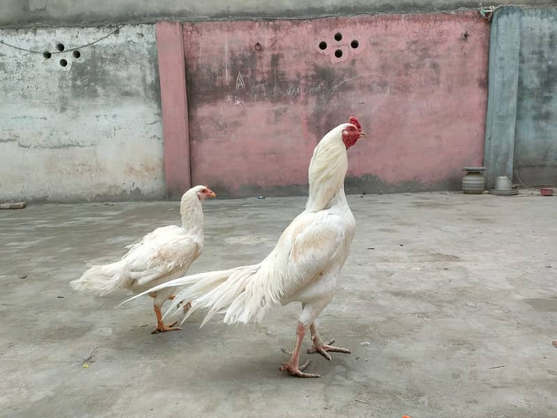 HEERA ASEEL PAIR FOR SALE 2