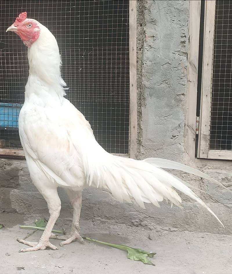 HEERA ASEEL PAIR FOR SALE 3