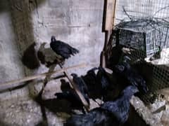 ayam cemani gray tongue