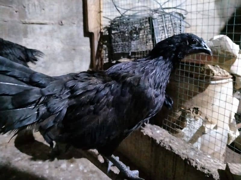 ayam cemani gray tongue 2