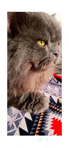 MALE PERSIAN CAT TRIPLE COATED