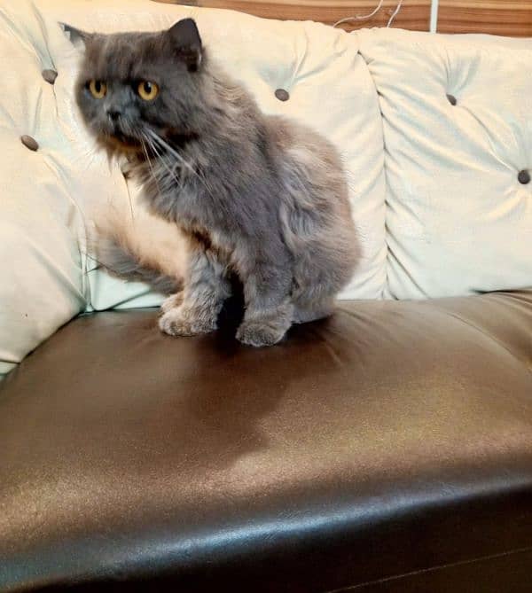 MALE PERSIAN CAT TRIPLE COATED 1