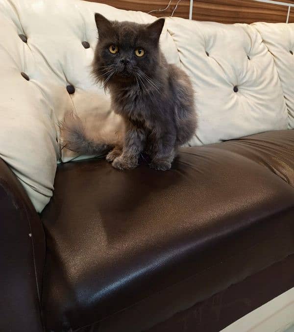 MALE PERSIAN CAT TRIPLE COATED 2