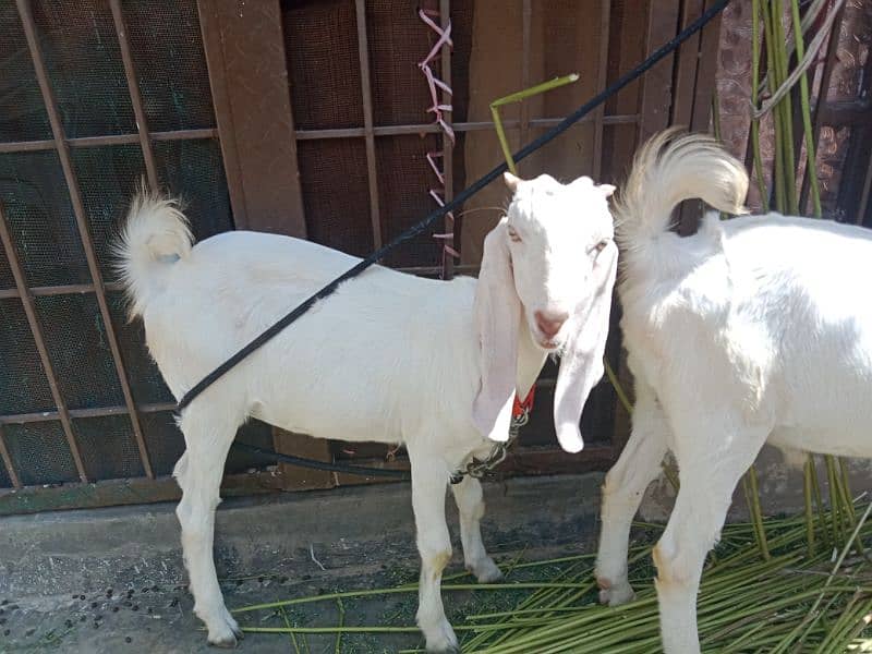 gulabi pair male female 1