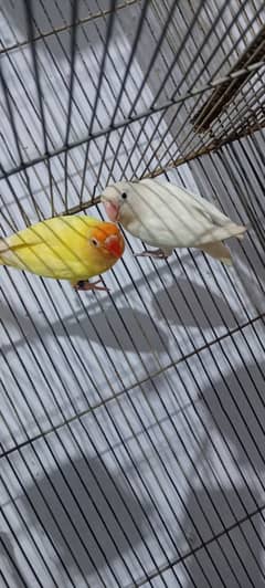 Creamino albino split fisher lutino & cage 0