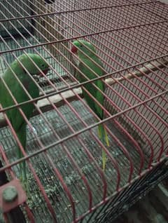 Pahari parrot