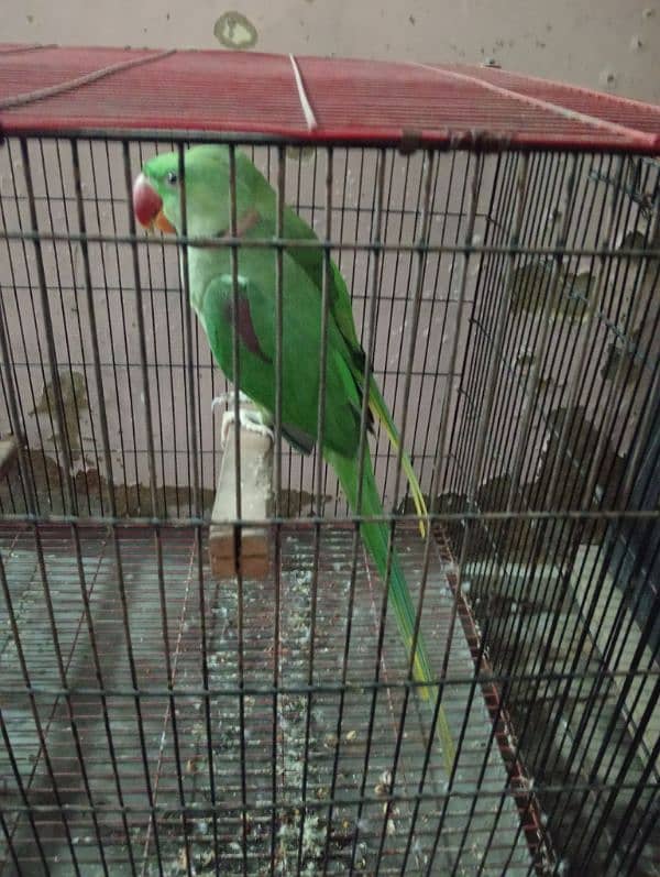 Pahari parrot 1