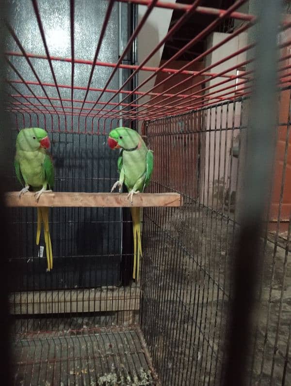 Pahari parrot 2