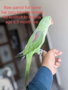 beautiful parrot for sale