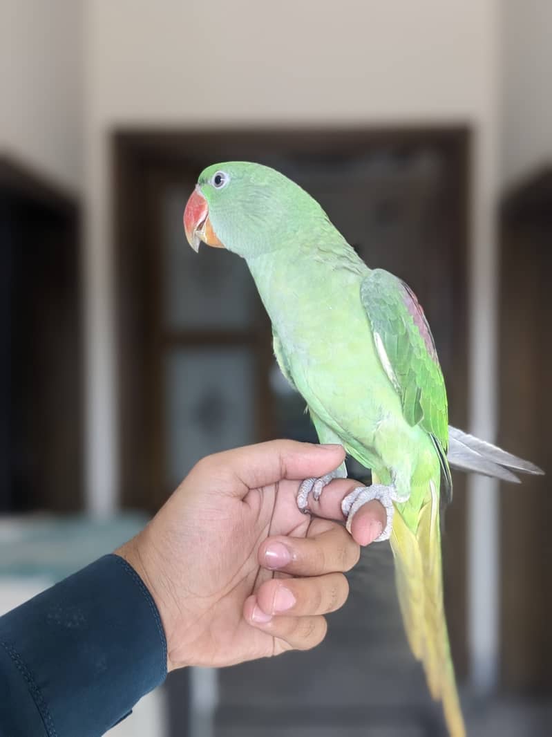 beautiful parrot for sale 1