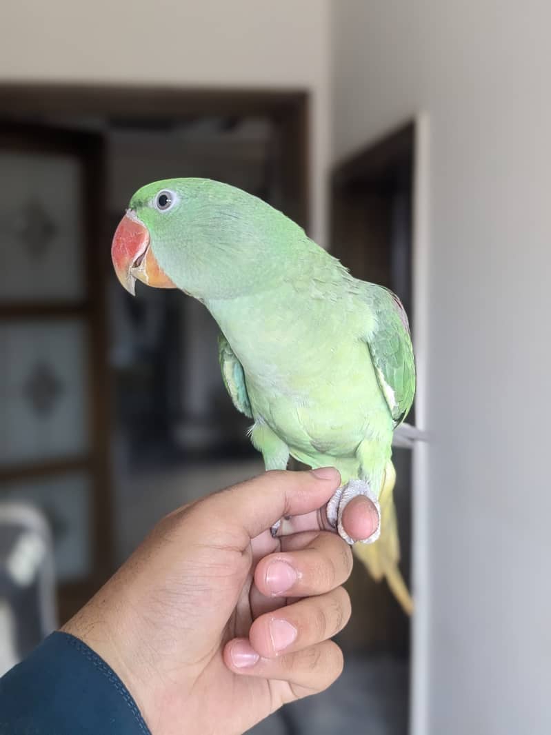 beautiful parrot for sale 2