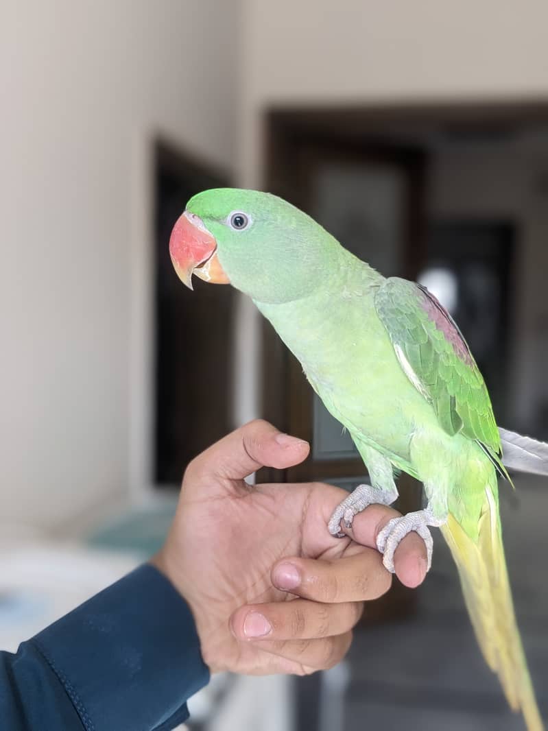 beautiful parrot for sale 3