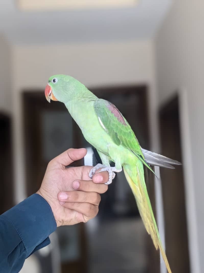 beautiful parrot for sale 4