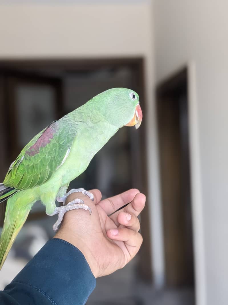 beautiful parrot for sale 5