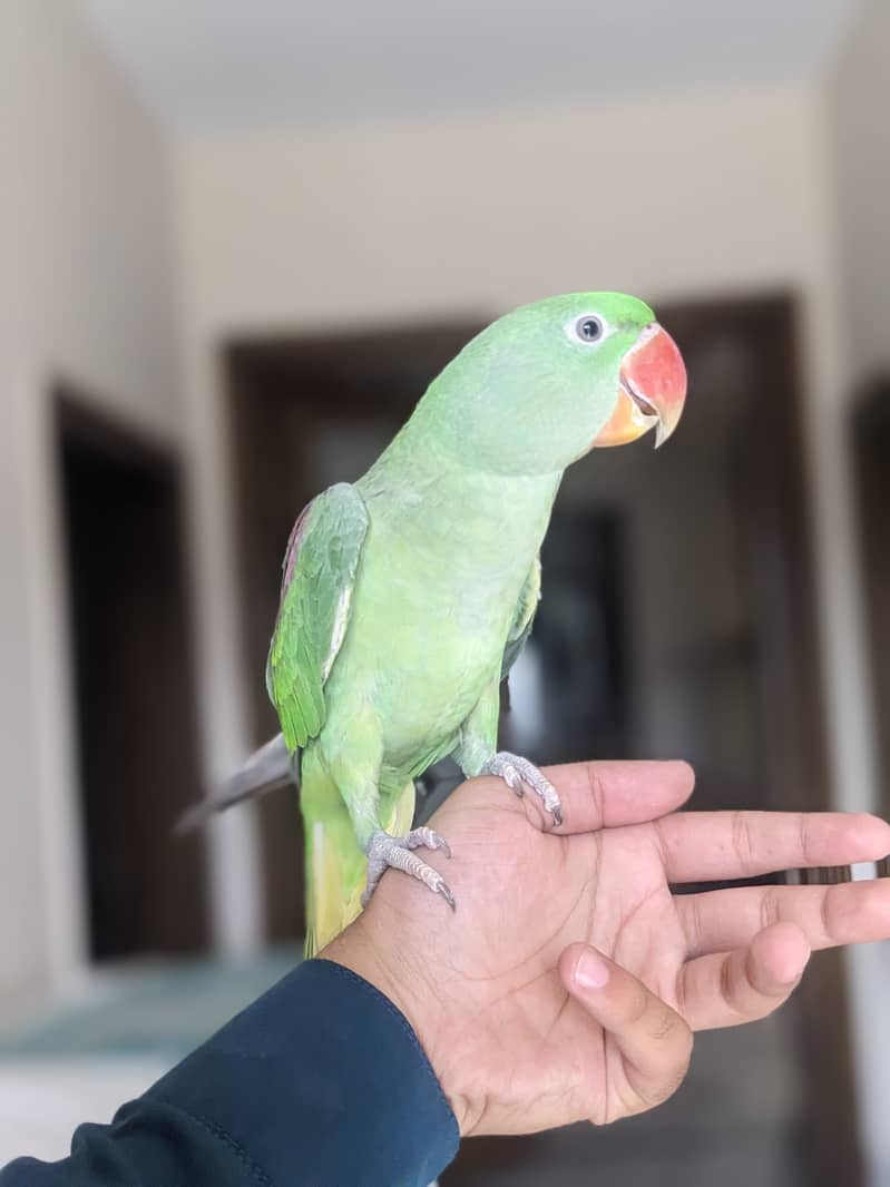 beautiful parrot for sale 6