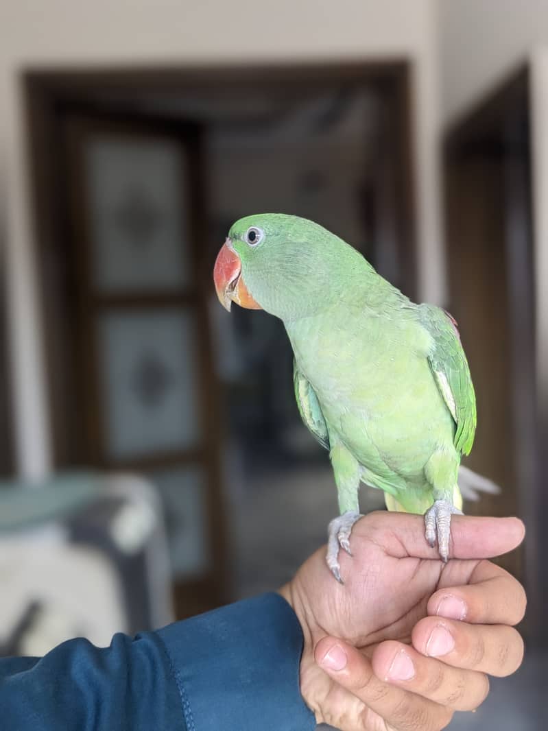 beautiful parrot for sale 7