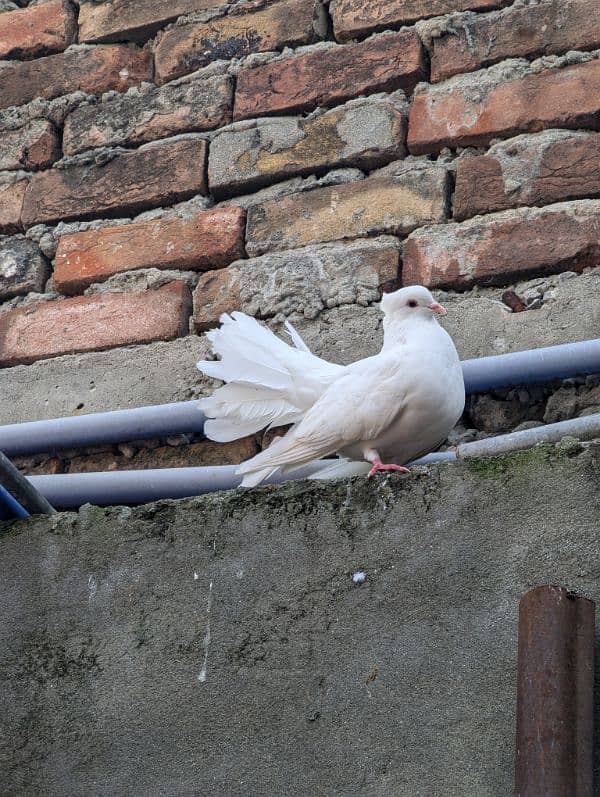 different pigeons will give all together 4