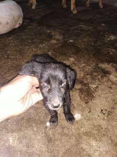 Black German Shepherd male Puppy available