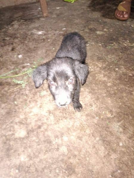 Black German Shepherd male Puppy available 3