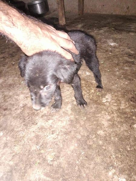 Black German Shepherd male Puppy available 5