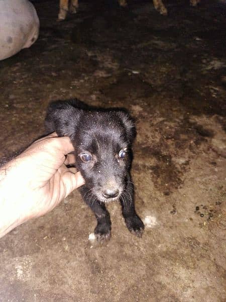 Black German Shepherd male Puppy available 6