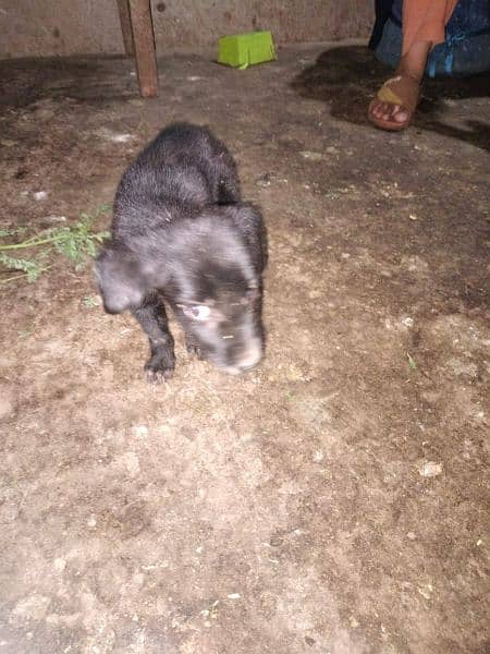 Black German Shepherd male Puppy available 7