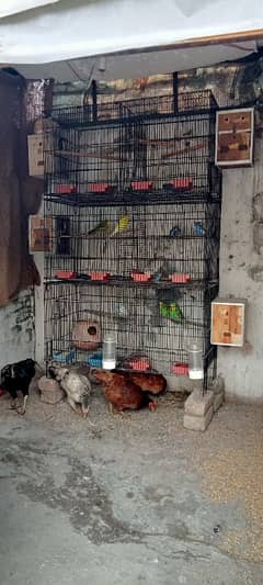 Birds Cages For Sale Australian parrots coctail parrots