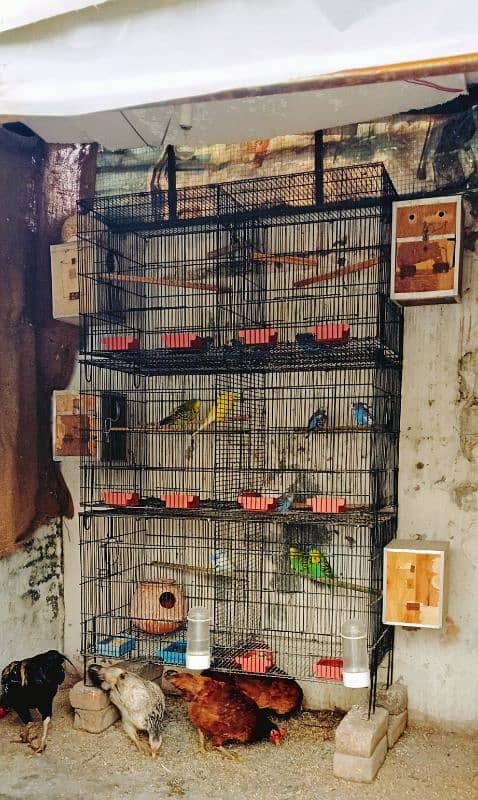 Birds Cages For Sale Australian parrots coctail parrots 1