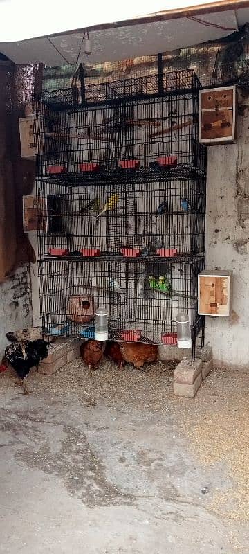 Birds Cages For Sale Australian parrots coctail parrots 2