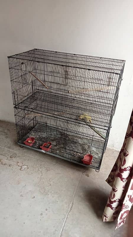 Birds Cages For Sale Australian parrots coctail parrots 3