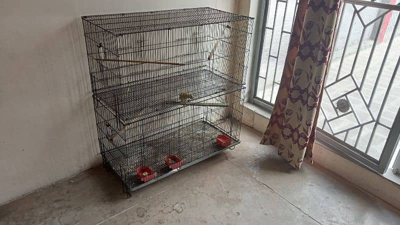 Birds Cages For Sale Australian parrots coctail parrots 4