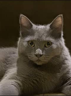 Russian Blue