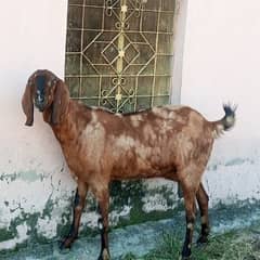 Goat for sale