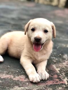 labrador