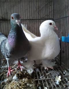 Fancy Pigeons