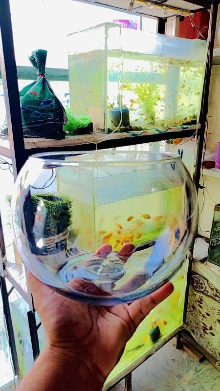 fish jar 16