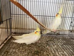 3 pieces common white cockatiels available