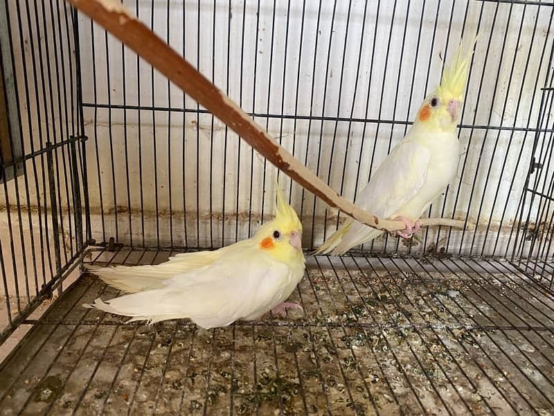 3 pieces common white cockatiels available 0