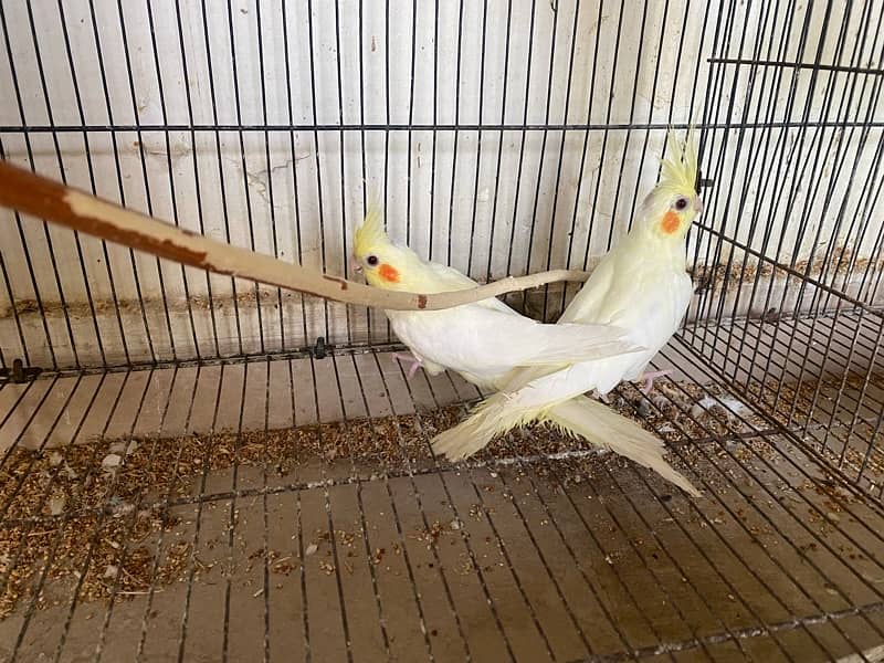 3 pieces common white cockatiels available 1