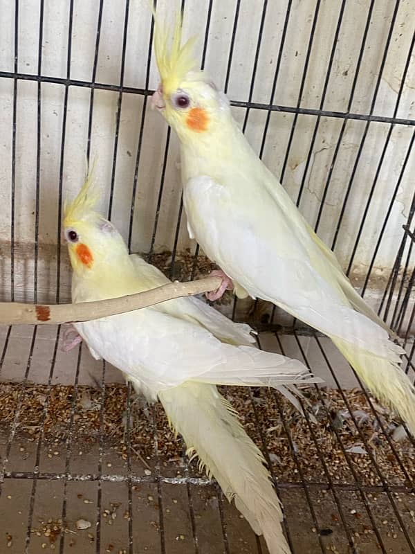 3 pieces common white cockatiels available 2