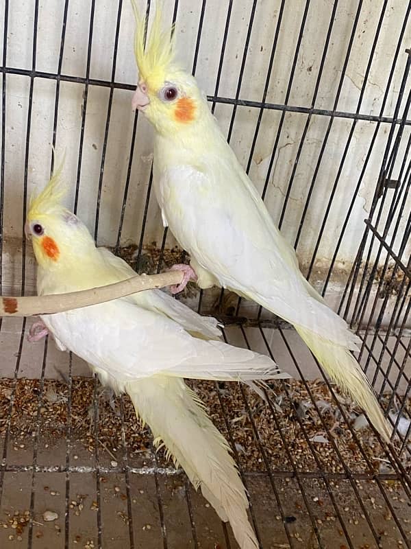 3 pieces common white cockatiels available 3