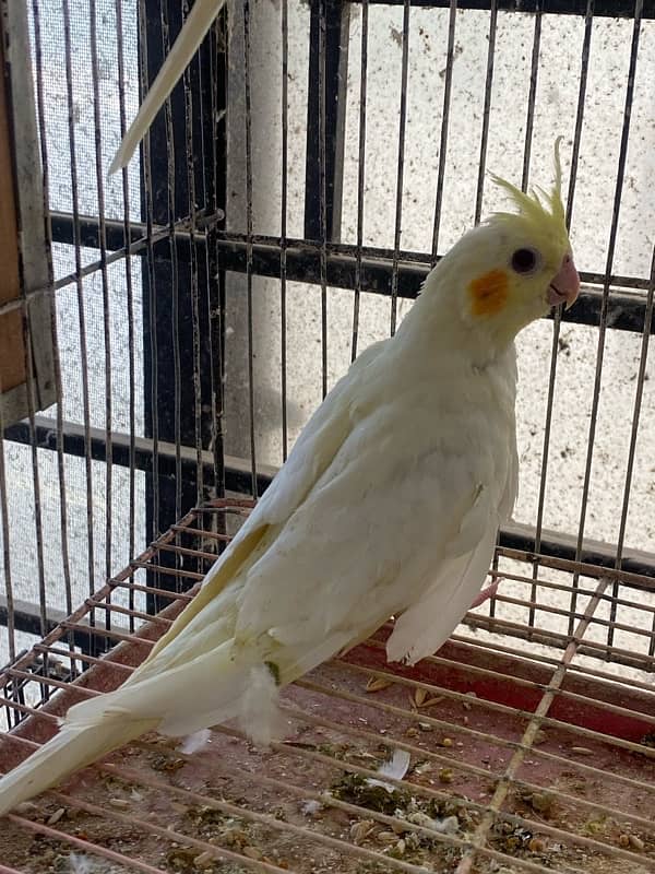 3 pieces common white cockatiels available 4