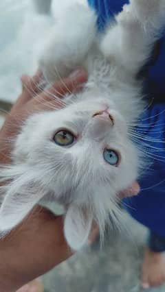 White kittenPersian Cat double Coat With Unique Eye