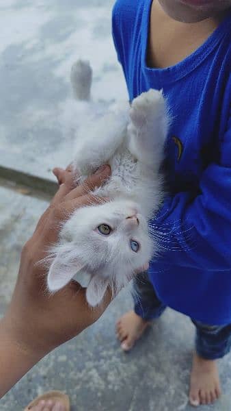 White kittenPersian Cat double Coat With Unique Eye 1