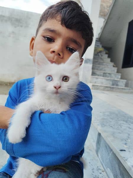 White kittenPersian Cat double Coat With Unique Eye 2